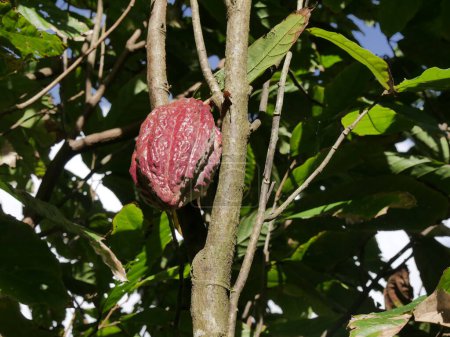 isolated red criollo cacao pod growing on theobroma cacao tree trunk