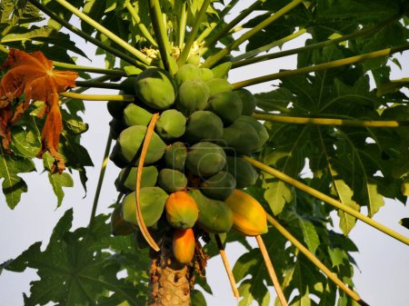 Cultivo tropical: papaya colgando del árbol de carica papaya, frutas exóticas