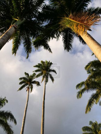 giant royal palm trees seen from low angel shot, tropical background
