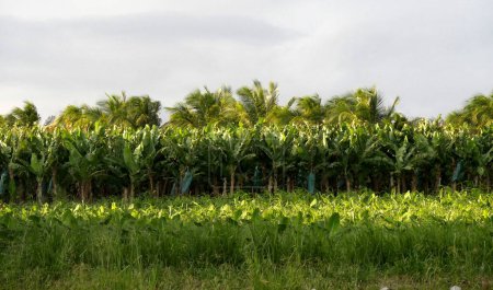 banana orchard in tropical farmland, basse terre, guadeloupe