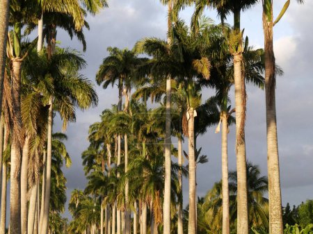 lines of cuban royal palm trees in allee dumanoir, capesterre belle eau, guadeloupe, tropical landscape