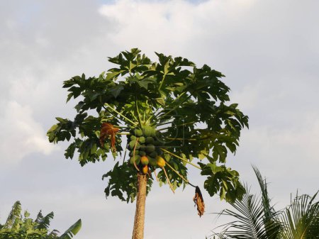tree top of carica papaya with tropical fruits and leaves, tropical vegetal