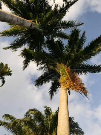 tree top of royal palm trees, palm fronds seen from under, background photo