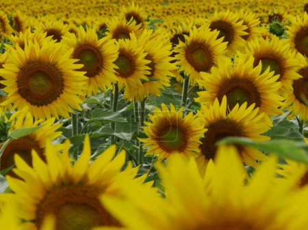 Gelbe Farbe: eine Unendlichkeit von Sonnenblumenkopf im Juli