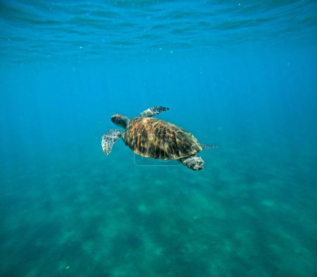 undersea photo of swimming hawksbill sea turtle or eretmochelys imbricata in malendure, guadeloupe