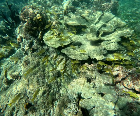 große Gruppe von gelben grunzenden Fischen um Elchhornkorallen, karibische Meereslebewesen