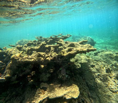 photo sous-marine de corail d'élan dans la mer des Caraïbes, acropora palmata en Guadeloupe