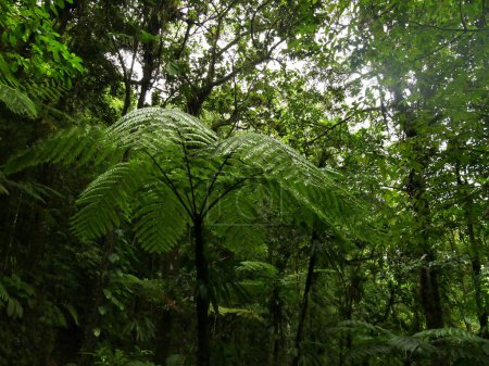 tree fern growing under dense tree cover, tropical jungle of guadeloupe national park