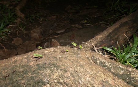 Foto de Línea de forrajeo de hormigas cortadoras de hojas en madera, acromyrmex octospinosus - Imagen libre de derechos