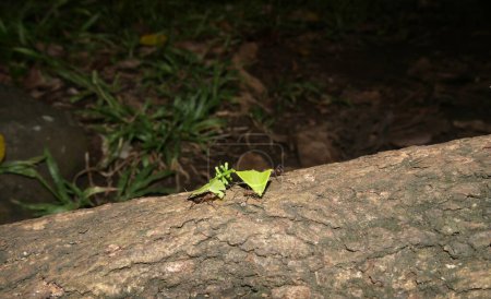 Foto de Hormigas cortadoras de hojas con fragmentos de hojas en madera, acromyrmex octospinosus - Imagen libre de derechos