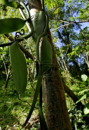 Agroforstwirtschaft der Vanillezucht in Bäumen