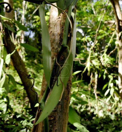 agroforestry of vanilla farming, vine growing over tree trunk
