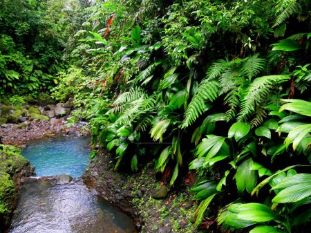 tropical river flowing in the tropical jungle, guadeloupe, basse terre