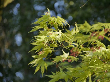 Ein Traum vom Frühling, frische, leuchtend grüne Blätter des japanischen Ahornbaums. Blatt aus acer japonicum, Bookeh-Effekt