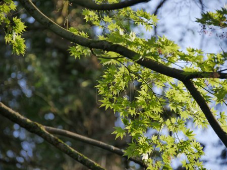Ein Traum vom Frühling, frische, leuchtend grüne Blätter des japanischen Ahornbaums. Blatt aus acer japonicum