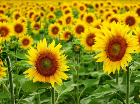 Gelbe Farbe: eine Unendlichkeit von Blütenkopf der Sonnenblume im Juli, Hintergrundbild im Feld