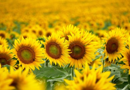 Téléchargez les photos : Fleurs jaunes vibrantes de tournesols dans les fermes, paysage rural de Juillet - en image libre de droit