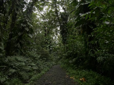 A narrow dirt path winds through the dense vegetation of a temperate broadleaf and mixed forest, surrounded by towering trees, lush green shrubs, and vibrant grasses