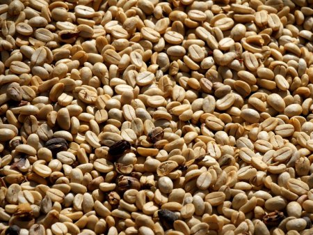 grains de café séchant dans le parchemin, processus de graines de café pour se transformer en boisson