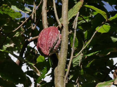 Cacao husk is dangling from a branch of tree, theobroma cacao cultivation