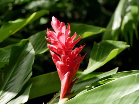 blooming alpinia purpurata commonly called red ginger flowers
