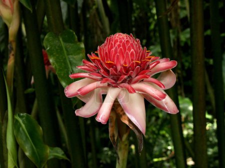 red ginger lily flower, eltinger elatior tropical flower