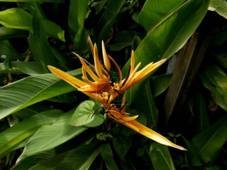 Fleur de perruche orange ou heliconia psittacorum, jardin tropical