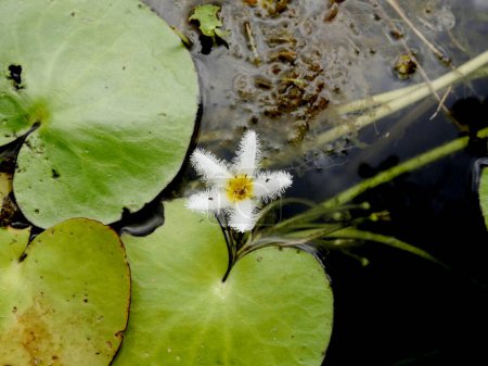 delicate water snowflake flower in pond with floating leaf