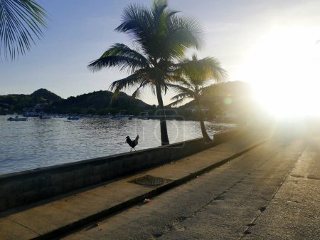 sol saliendo sobre Terre de Haut, les Saintes, las Indias Occidentales francesas. Un paseo de gallos cerca de la orilla del mar bajo las palmeras y los rayos del sol. Guadalupe paisaje