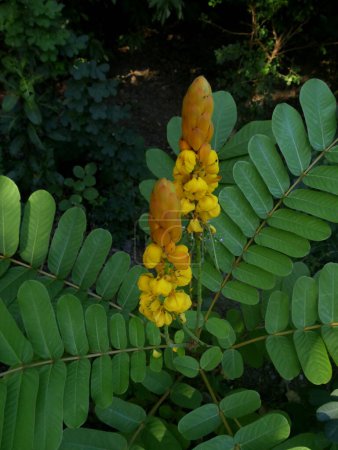 senna alata inforescence looking like yellow candle emerging from bush, tropical plant