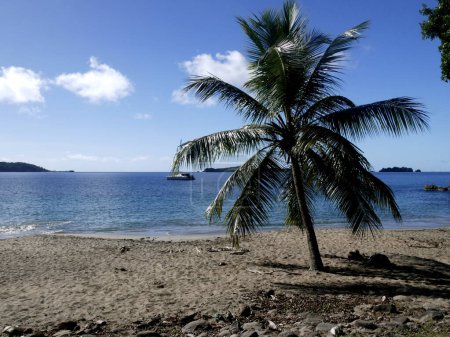 Árbol de coco en la playa desierta de Anse Crawen, Terre de Haut, les Saintes