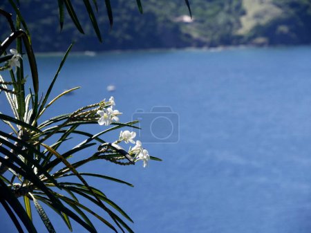 white flower of plumeria alba over blue sea in caribbean island of les saintes, guadeloupe. White frangipani flower over water