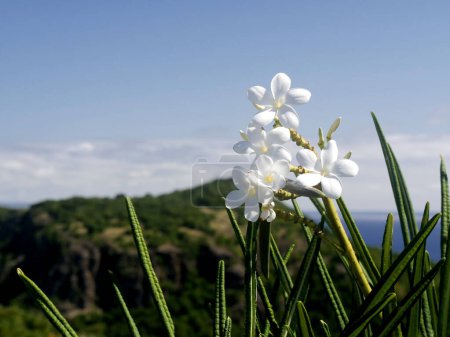 white frangipani flowers in les saintes island, close up of lesser antilles blossom of plumeria alba