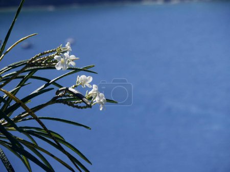 white flower of plumeria alba over blue sea in caribbean island of les saintes, guadeloupe. White frangipani flower over water