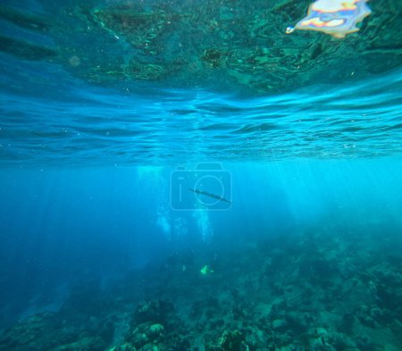 Barrakudas und Taucher in der Ferne, Unterwasserfotos