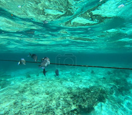 poisson-tang bleu ou barbier bleu près d'une corde, photo sous-marine en petite terre, guadeloupe. Poissons bleus tropicaux en mer des Caraïbes