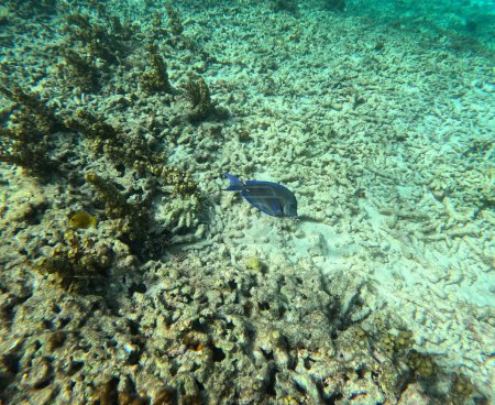 Vereinzelte Doktorfische am Korallenriff, Unterwasserfoto. Blauer Tang-Fisch in der Karibik, häufig beim Schnorcheln auf Guadeloupe zu sehen