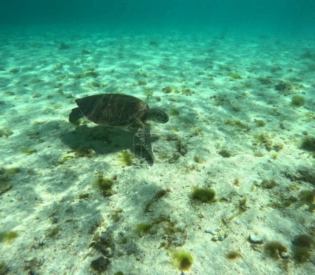chelonia mydas, green sea turtle seen undersea near the sand