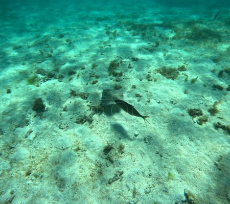 Foto de Raya meridional seguida de peces piloto, foto submarina en Petite Terre. Dasyatis americana. Snorkel tropical - Imagen libre de derechos