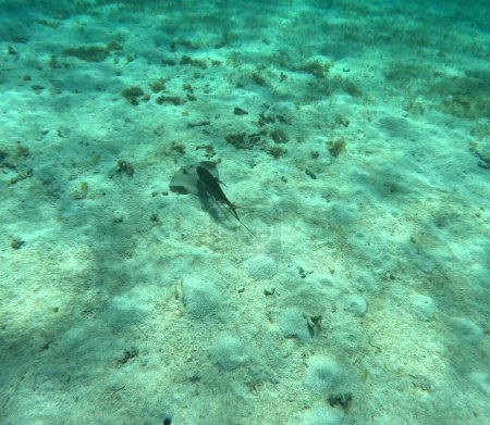 southern stingray followed by pilot fish, undersea photo in Petite Terre. Dasyatis americana. Tropical snorkeling in caribbean sea