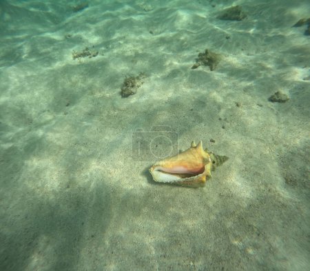 queen conch underwater in the sand, strombus gigas sea mollusc in guadeloupe. Undersea photo