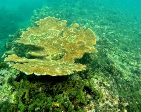 beau corail d'élan dans le récif, photo sous-marine. Acropora palmata coraux avec bois comme structure. Mer des Caraïbes