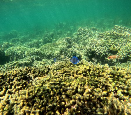 Vivero para peces pequeños: arrecife de coral con pequeños peces cirujanos azules