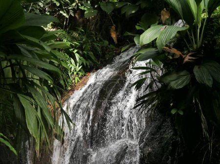 Close up of fresh water in jungle, cascade de Bis in Sainte Rose,  Guadeloupe, West indies.