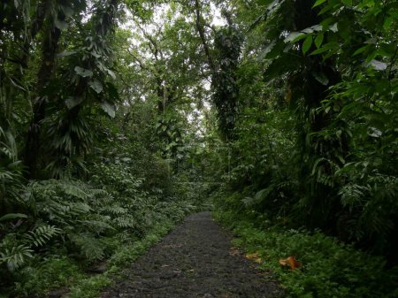 footpath in the heart of guadeloupe jungle forest