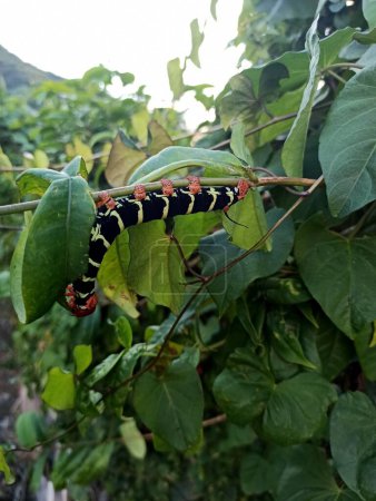 Photo for Pseudosphinx tetrio caterpillar on twig eating leaf - Royalty Free Image