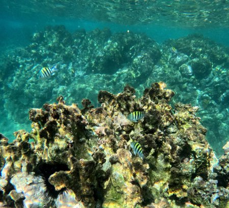 Unterwasser-Foto von Sergeant Major Fishes. Tropische Fische im Korallenriff in Guadeloupe, Karibik.