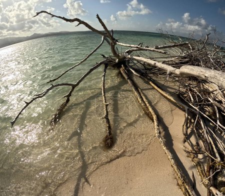 ilet blanc, isla idílica en Grand cul de sac marin, Guadalupe. Arena, mar y árbol muerto, foto de paisaje