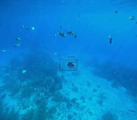 Sargento mayor de peces, peces tropicales en el mar Caribe. Foto submarina de snorkel en Guadalupe, Antillas. Fondo azul con fauna marina