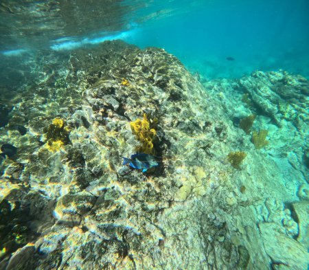 Blauer Chirurgenfisch in der Nähe des gelben Röhrenschwammes, im Riff, Unterwasserfoto in der Karibik. Acanthurus coeruleus und aplusina fistularis, Artenvielfalt in Korallenriffen